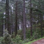 Camping in Dhanaulti